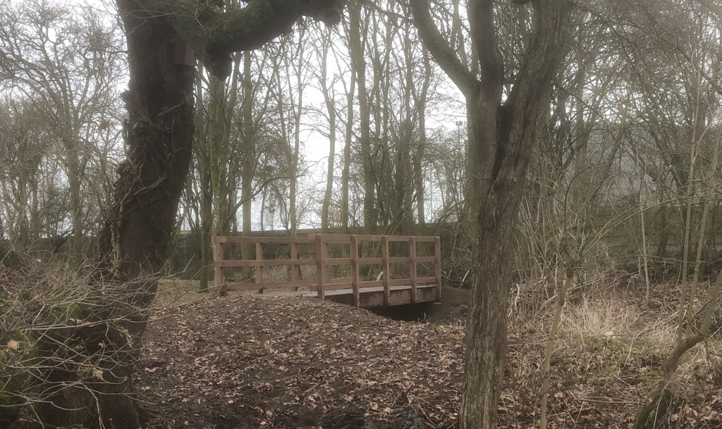 Wooden bridge in a forest